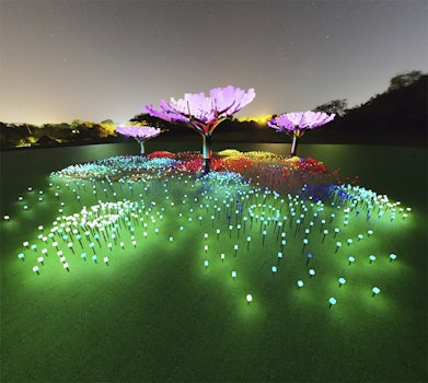 Illuminated LED 'forest' coming this winter to Golden Gate Park's Peacock Meadow