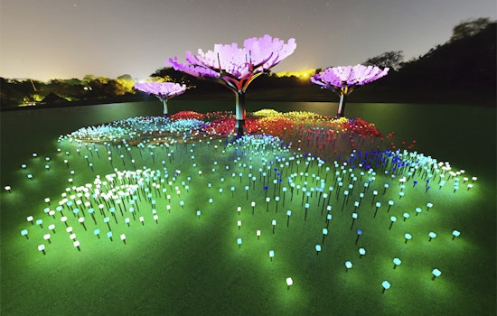 Illuminated LED 'forest' coming this winter to Golden Gate Park's Peacock Meadow