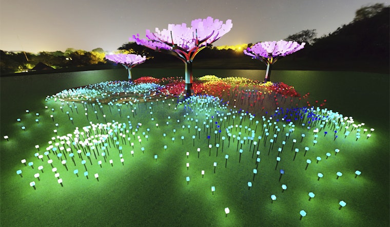 Illuminated LED 'forest' coming this winter to Golden Gate Park's Peacock Meadow