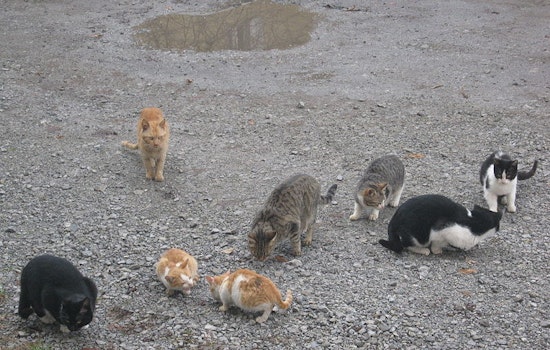 Cat lovers furious that East Bay Regional Park District is shooting feral felines