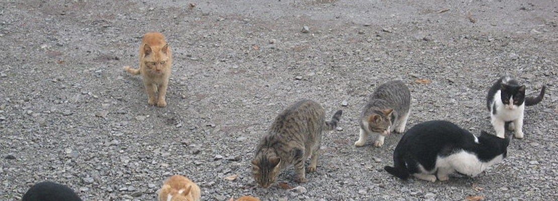 Cat lovers furious that East Bay Regional Park District is shooting feral felines