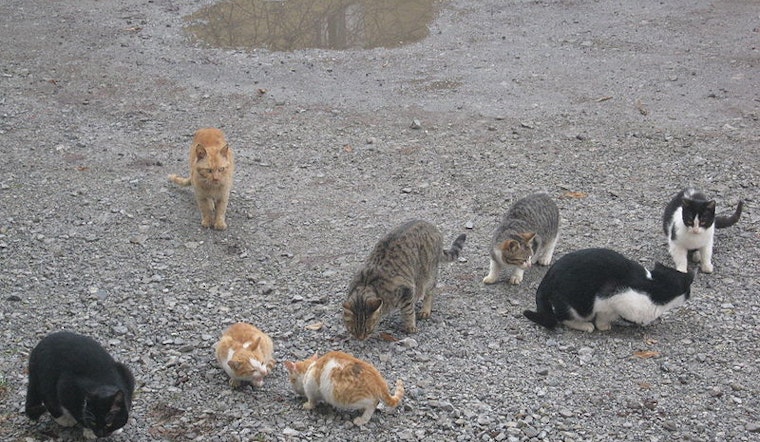 Cat lovers furious that East Bay Regional Park District is shooting feral felines