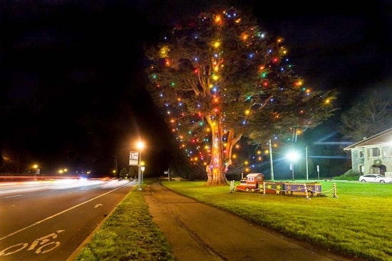 Giant cypress tree at Golden Gate Park still done up for Christmas, despite pandemic
