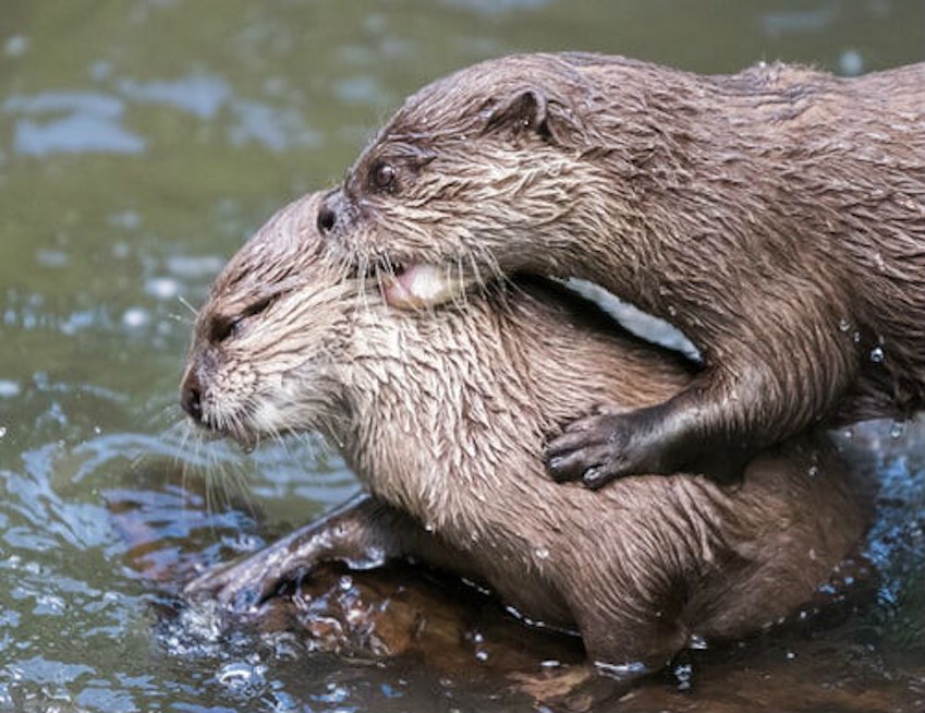 More sea otters coming to the Bay, if conservationists have their way