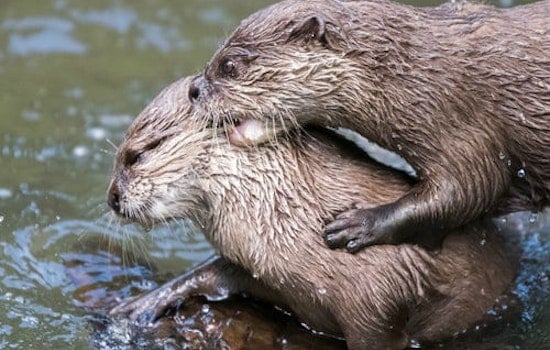 More sea otters coming to the Bay, if conservationists have their way