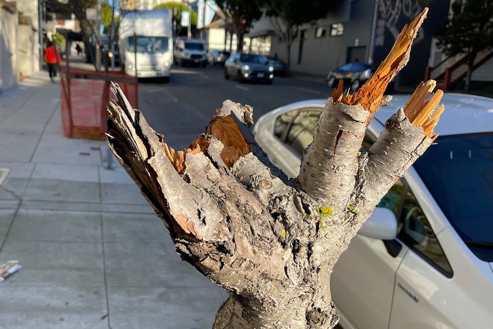 Cherry blossom trees in Japantown vandalized, nearly destroyed by vandal