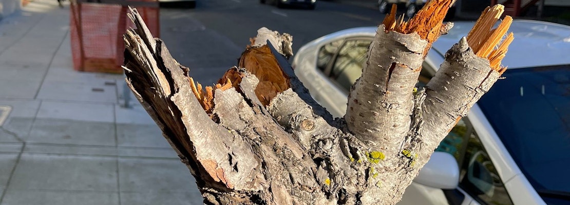 S F Japantown Cherry Blossom Trees Vandalized Rafu Shimpo