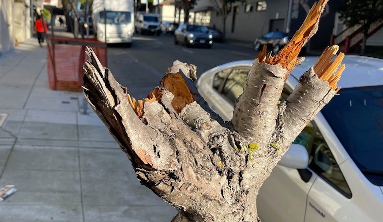 Cherry blossom trees in Japantown vandalized, nearly destroyed by vandal
