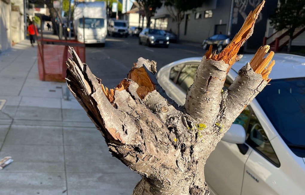 Cherry blossom trees in Japantown vandalized, nearly destroyed by vandal