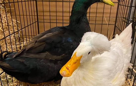 Internet-famous Lake Merritt duck couple gets rescue shelter home to treat their injuries