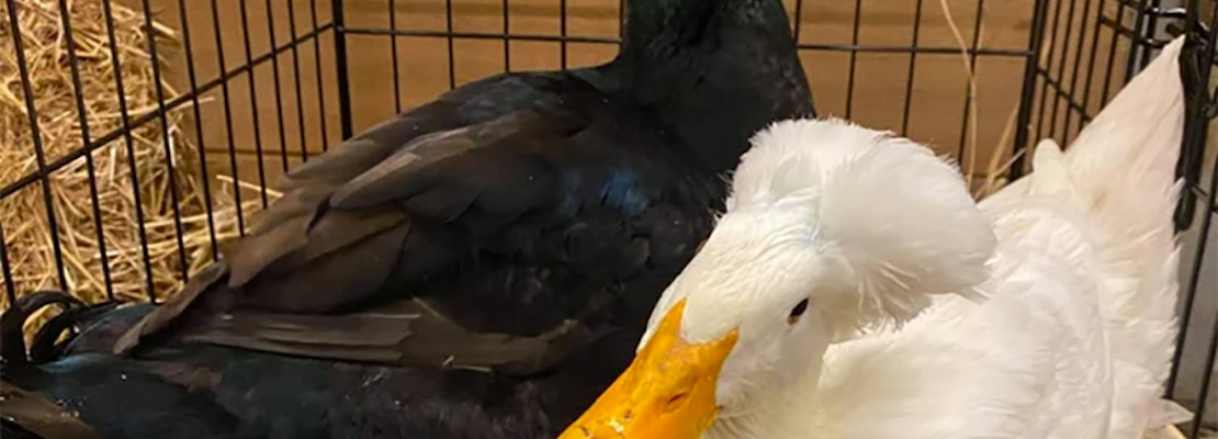 Internet-famous Lake Merritt duck couple gets rescue shelter home to treat their injuries