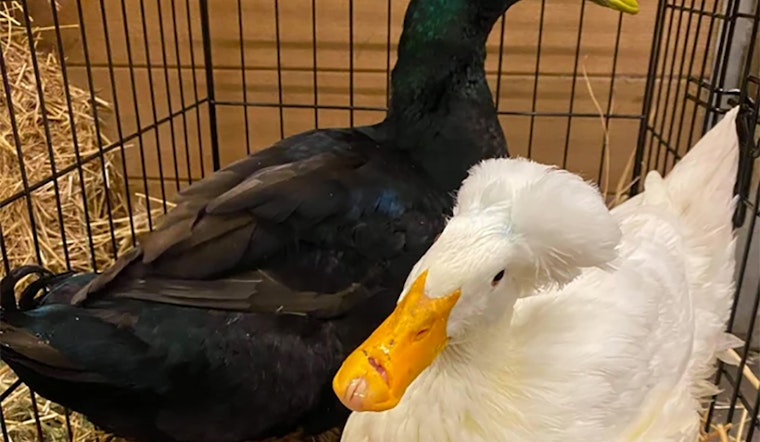 Internet-famous Lake Merritt duck couple gets rescue shelter home to treat their injuries