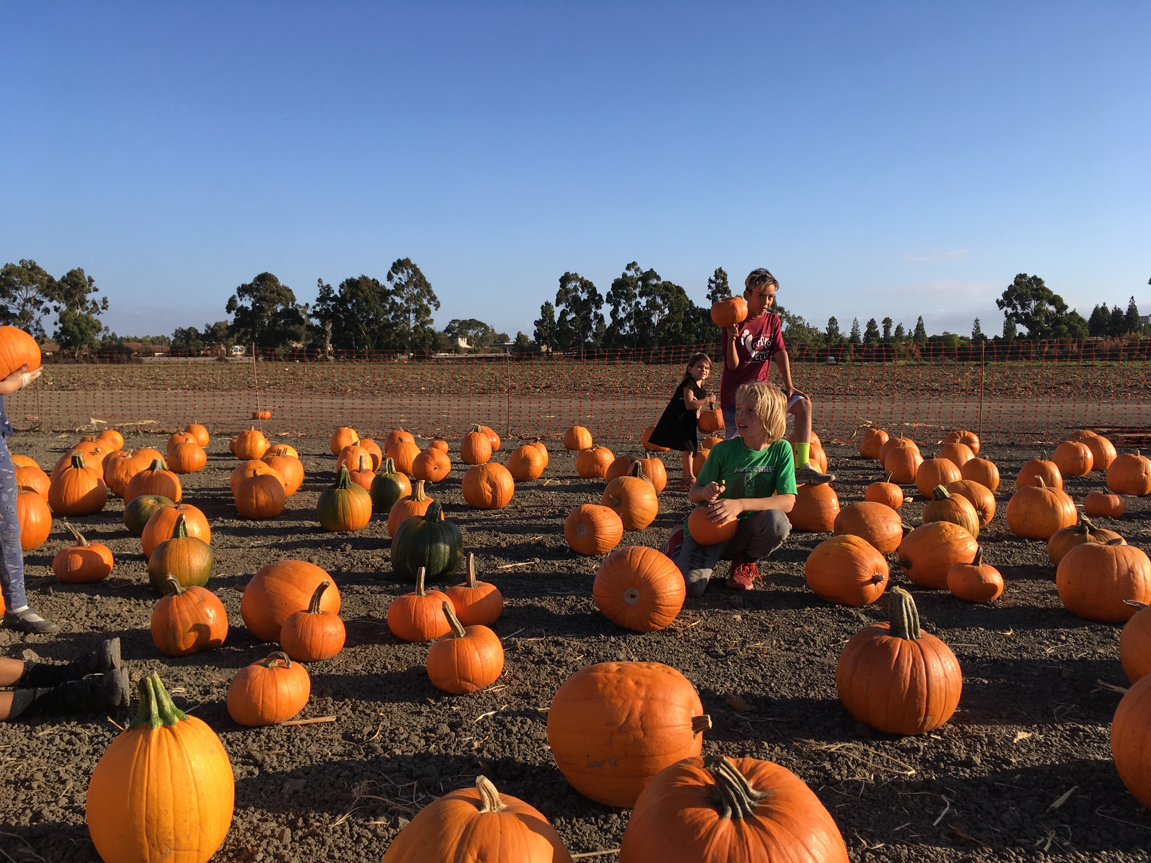 herbs pumpkin patch