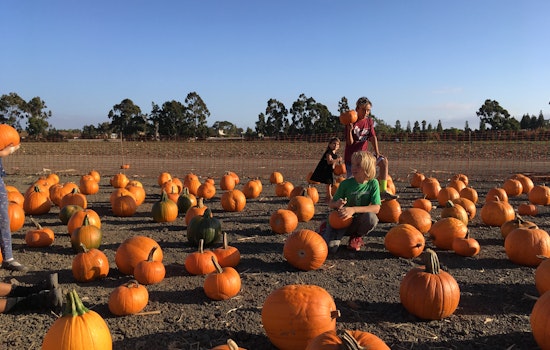 Nine pumpkin patches to visit around the Bay Area this spooky season