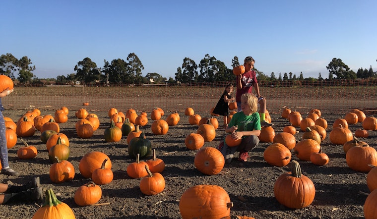 Nine pumpkin patches to visit around the Bay Area this spooky season