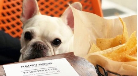 Tacolicious is trotting out a weekly ‘Barklet Happy Hour’ at their Marina location