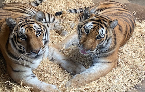 Oakland Zoo euthanizes two aging tiger sisters