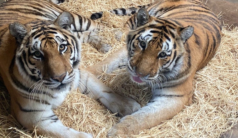 Oakland Zoo euthanizes two aging tiger sisters
