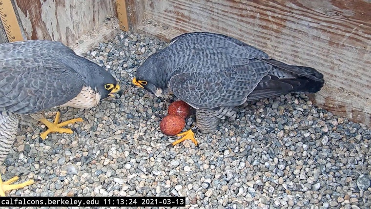 Celebrity Berkeley falcon in avian 'love triangle' is now close to recovery after injury