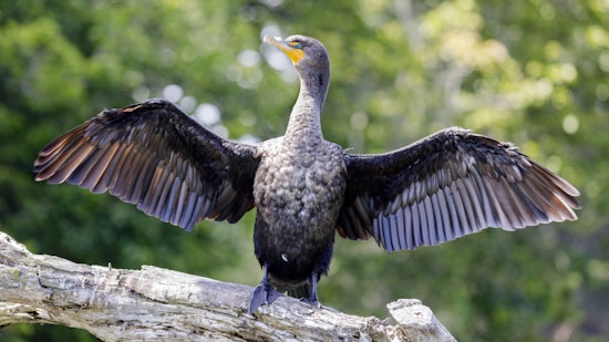Golden Gate Audubon Society’s Christmas Bird Count kicks off after a year-long hiatus