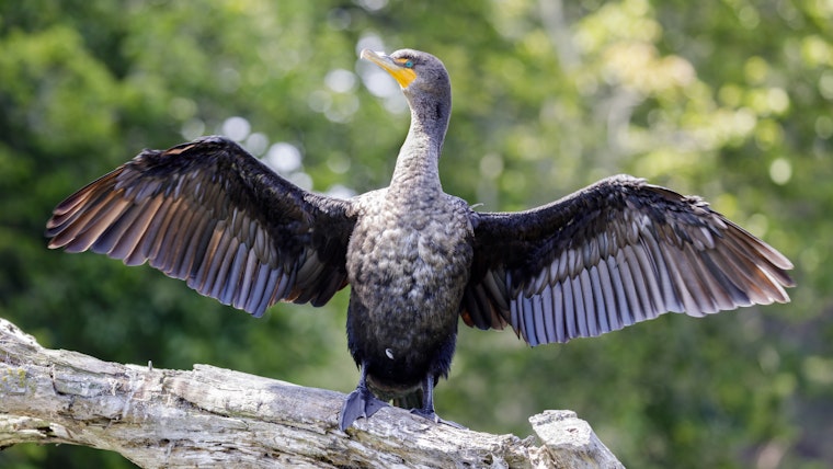 Golden Gate Audubon Society’s Christmas Bird Count kicks off after a year-long hiatus