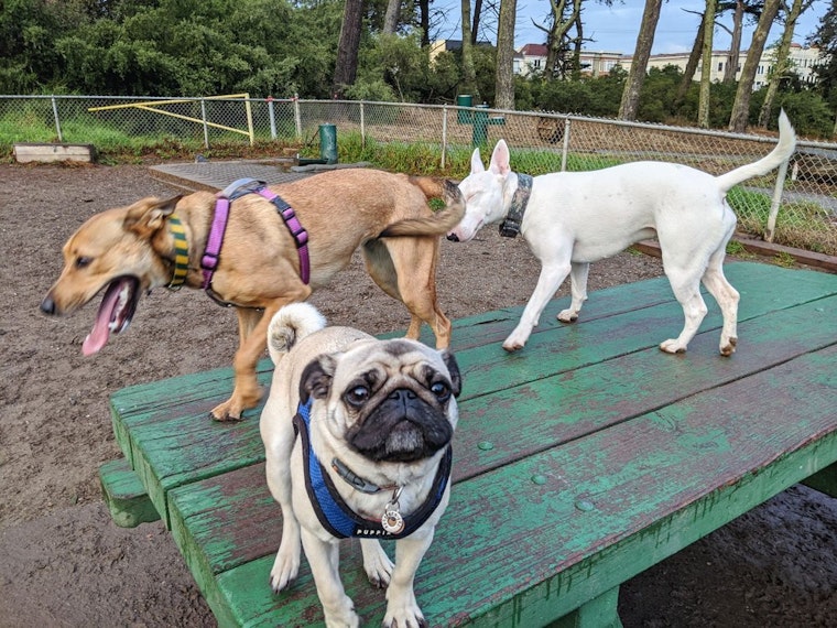 Golden Gate dog park fixed up with $2.4 million renovation