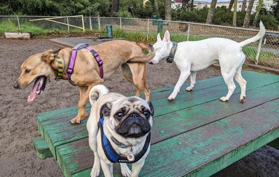 Golden Gate dog park fixed up with $2.4 million renovation