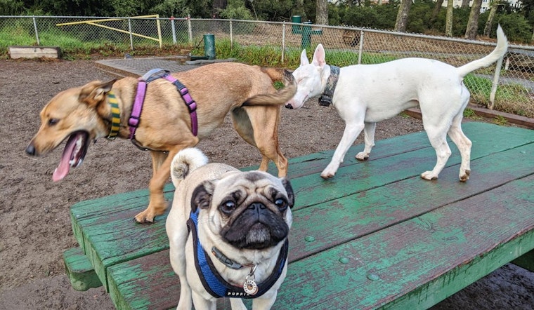 Golden Gate dog park fixed up with $2.4 million renovation