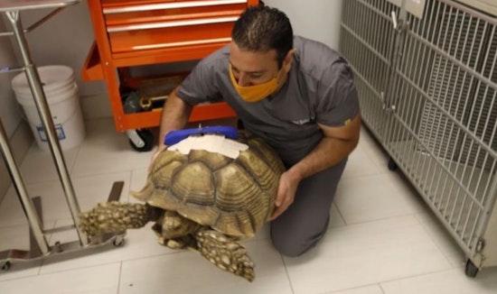 Suspect accused in brutal San Jose tortoise attack is taken back into custody after returning to crime scene