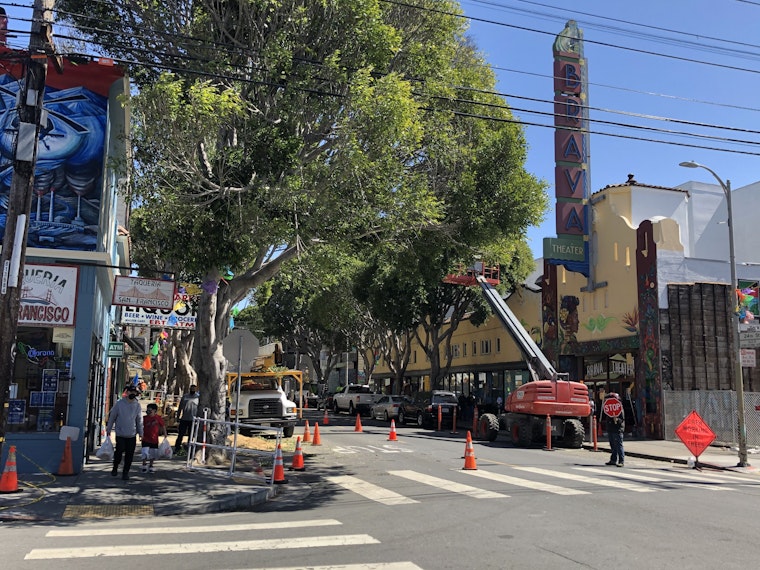 The 24th Street ficus tree removal project is underway