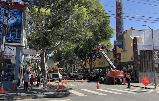 The 24th Street ficus tree removal project is underway
