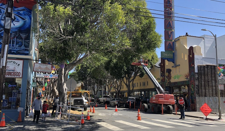 The 24th Street ficus tree removal project is underway