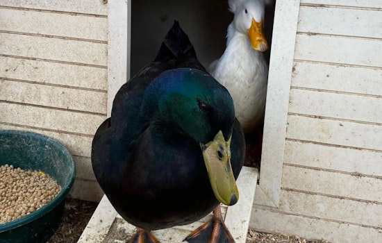 An update on Oakland's internet-famous duck couple, now settled in at their "forever home" in Marin