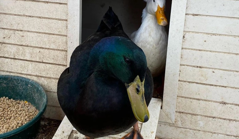 An update on Oakland's internet-famous duck couple, now settled in at their "forever home" in Marin