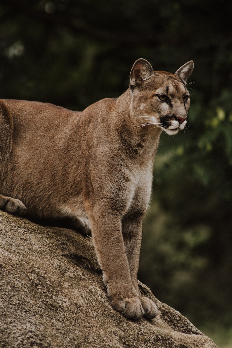 Mountain lion gets over six-foot fence to attack dog in Woodside