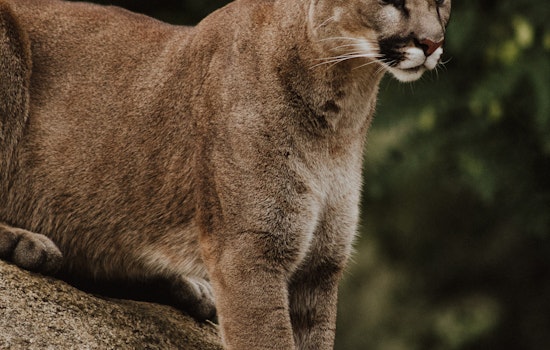 Mountain lion gets over six-foot fence to attack dog in Woodside