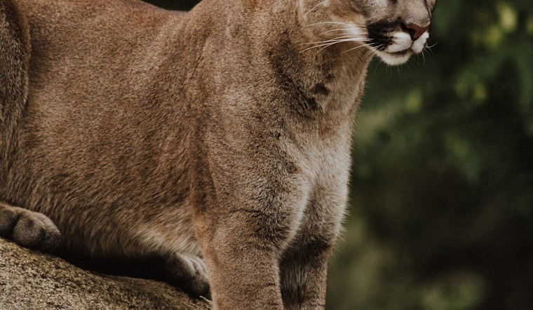 Mountain lion gets over six-foot fence to attack dog in Woodside