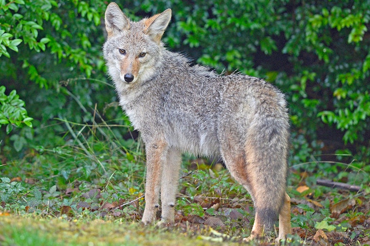 Presidio Trust closes parts of popular trails to dog walking as coyote pupping season begins