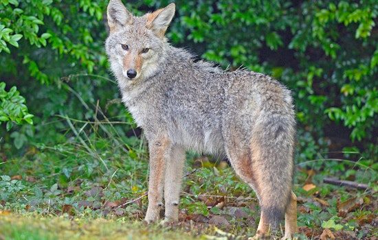 Presidio Trust closes parts of popular trails to dog walking as coyote pupping season begins