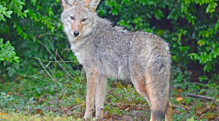 Presidio Trust closes parts of popular trails to dog walking as coyote pupping season begins