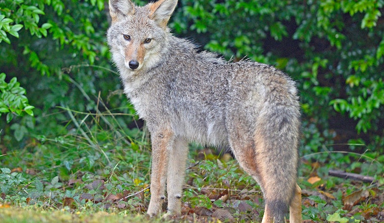 Presidio Trust closes parts of popular trails to dog walking as coyote pupping season begins