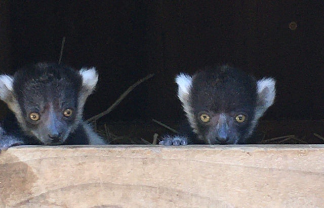 Pictures: Happy Hollow Park & Zoo in San Jose celebrates the birth of endangered lemur pups