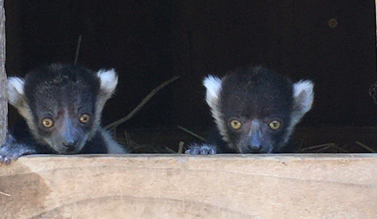 Pictures: Happy Hollow Park & Zoo in San Jose celebrates the birth of endangered lemur pups