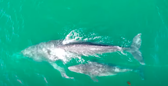 Baby whale caught in fishing line off South Bay coast, rescuers seek help
