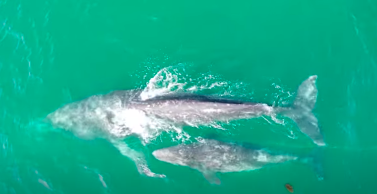 Baby whale caught in fishing line off South Bay coast, rescuers seek help