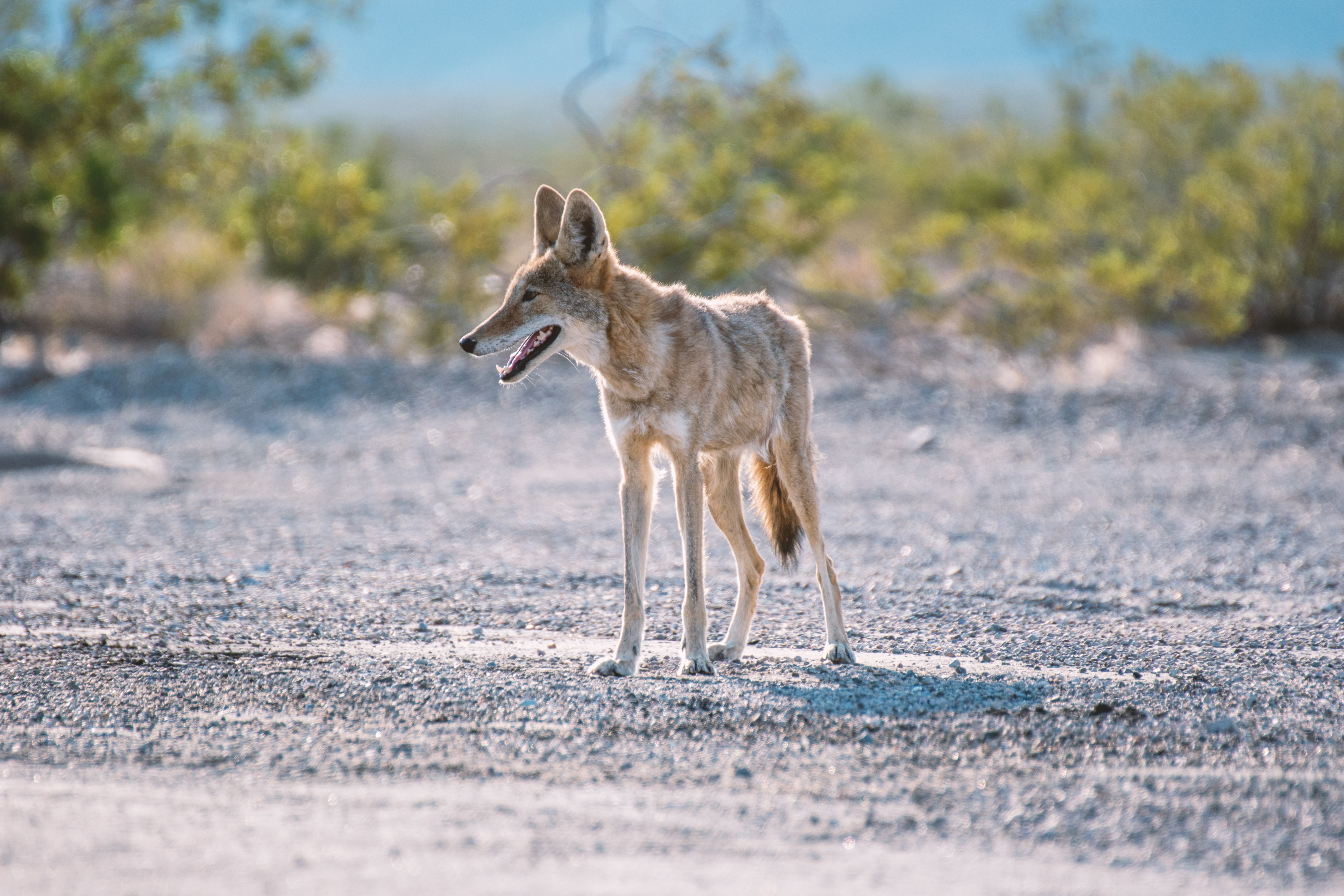 what do you do if your dog gets bit by a coyote