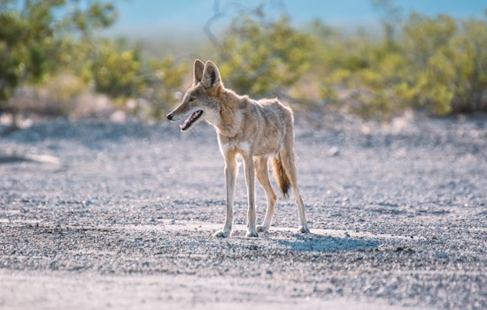 What to do if you encounter coyotes while hiking around the Bay Area (and why you may be seeing them more)