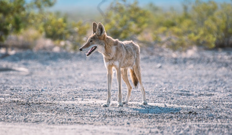 What to do if you encounter coyotes while hiking around the Bay Area (and why you may be seeing them more)