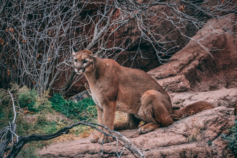 New mountain lion sighting, this time in Bernal Heights