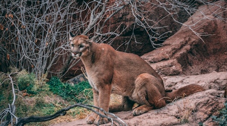 New mountain lion sighting, this time in Bernal Heights
